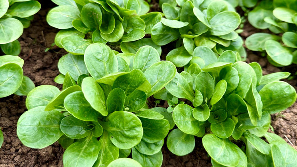 Feldsalat