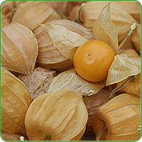Physalis