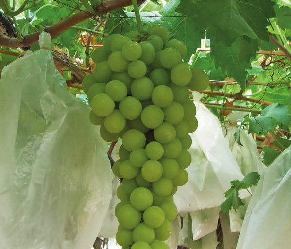 Trauben am Weinstock