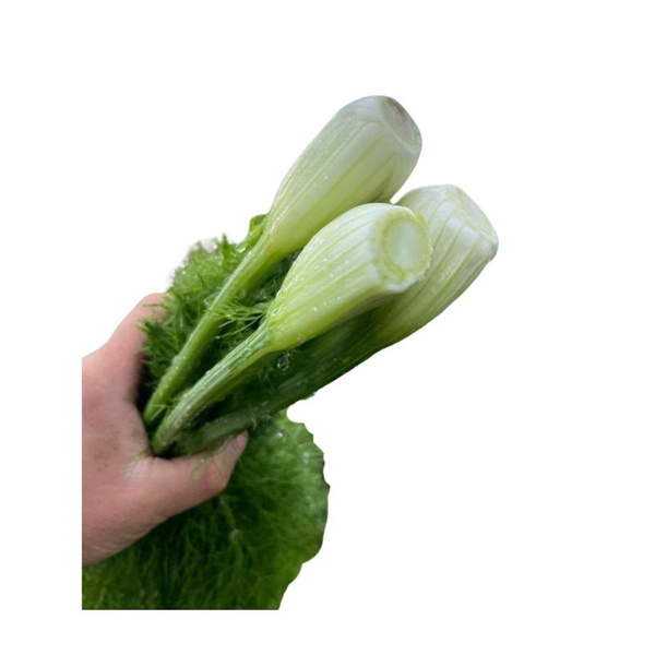 Produktfoto zu Baby-Fenchel im Bund