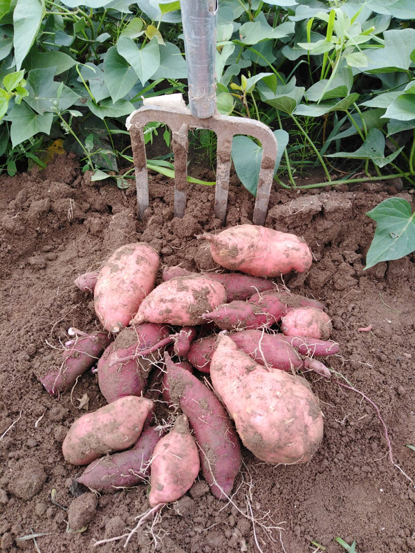 Süßkartoffeln auf dem Acker mit Grabgabel