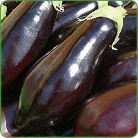 Aubergine