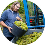 Trauben werden bei der Weinlese in einen großen Behälter gefüllt