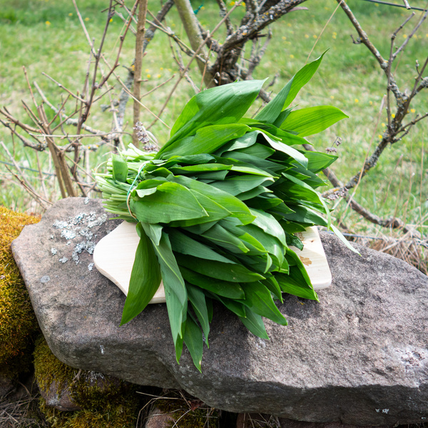 KI generiert: Ein Bund Bärlauchblätter liegt auf einem Stein im Freien.