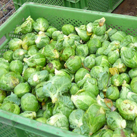 Rosenkohl