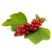 Johannisbeeren