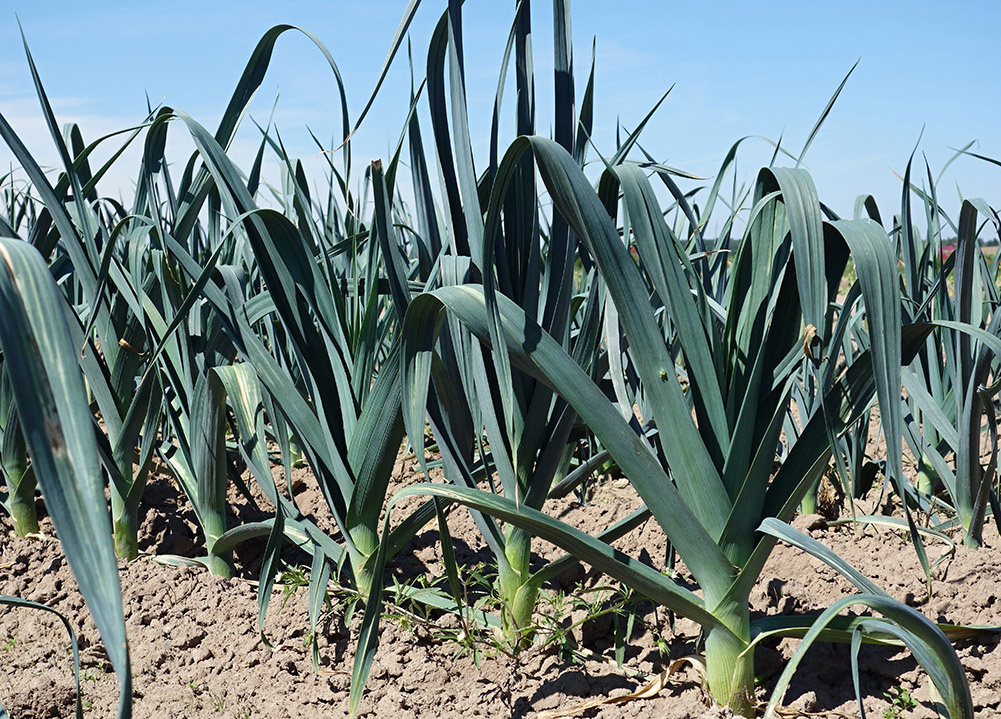 Lauch auf Feld