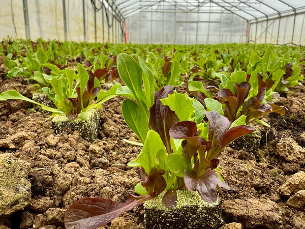 Pflücksalat von Sebastian Baumann