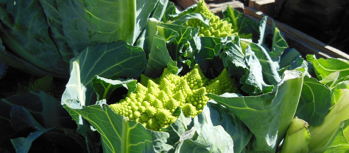 Blumenkohl Romanesco