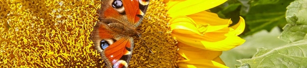 Kühe in den Bergen Österreichs