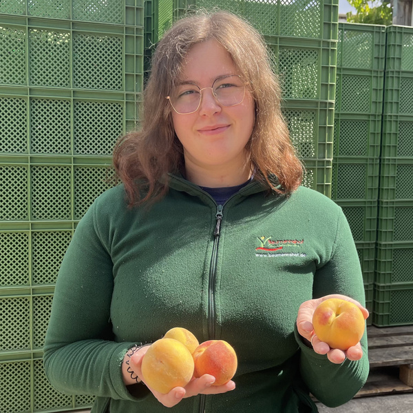 Ökokisten-Mitarbeiter hält Aprikosenpfirsich Percoca in den Händen