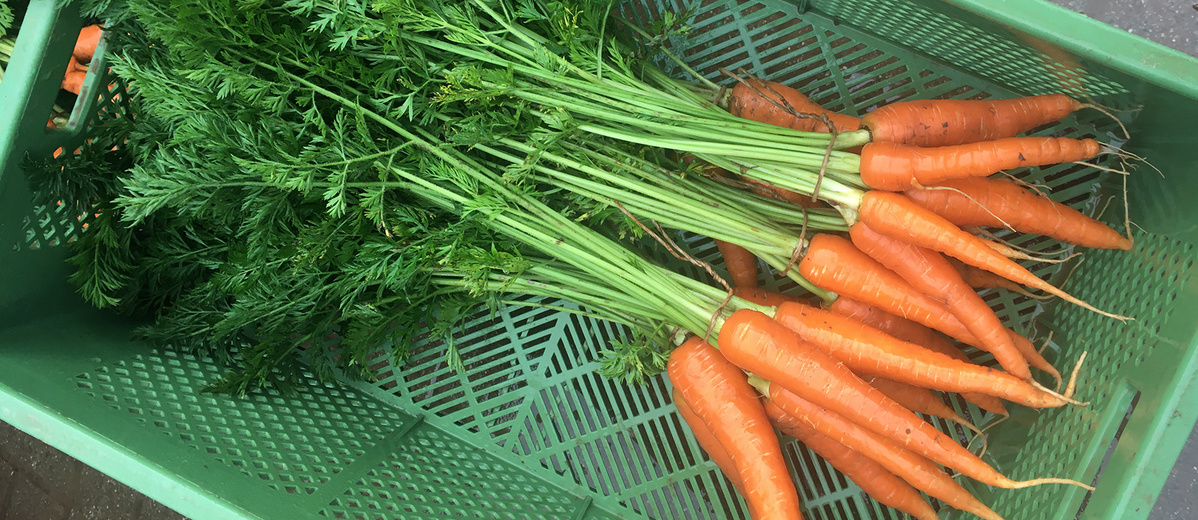 Karotten mit Grün in einer Kiste