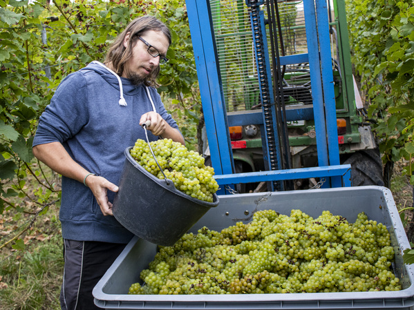 Winzer Stefan Hoffmann mit Eimer Trauben 