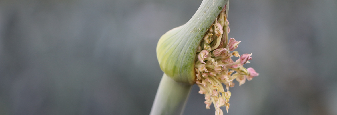 Stimmungsbild Blume Blüte Rosa