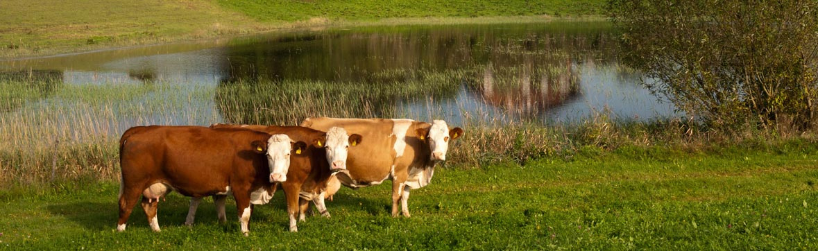 Drei Kühe auf einer Wiese
