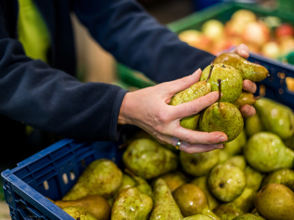 Hände greifen nach Birnen