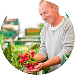 Mann packt Radieschen in eine Ökokiste