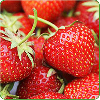 Erdbeeren