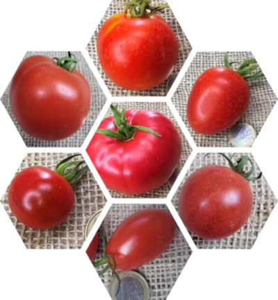 Produktfoto zu Tomatenpflanzen Klassisch 6er