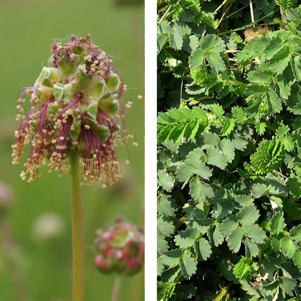 Produktfoto zu Kleiner Wiesenknopf - heimische Wildstaude