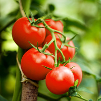 Tomate Rispe