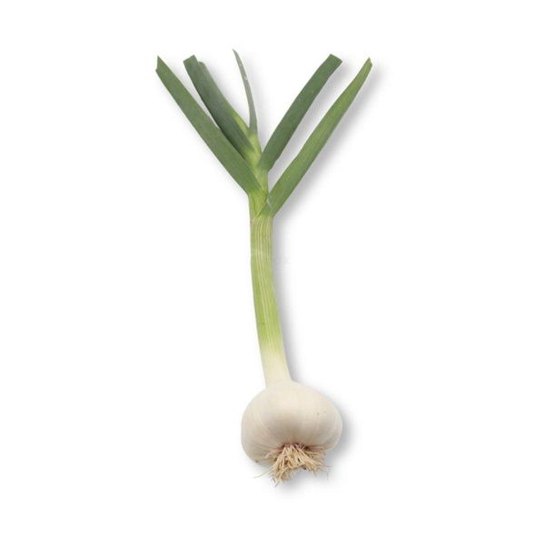 Produktfoto zu Knoblauch frisch