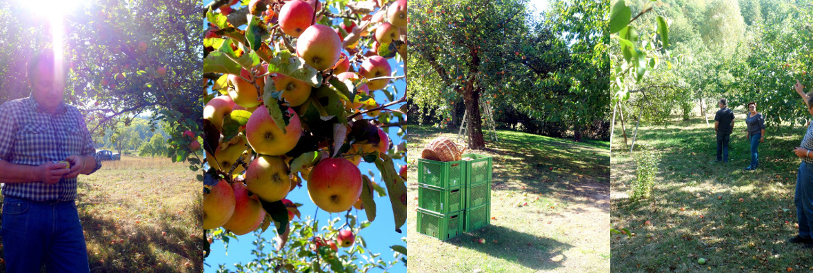Bildcollage: Familie Herbolzheimer, Äpfel, Streuobstwiese