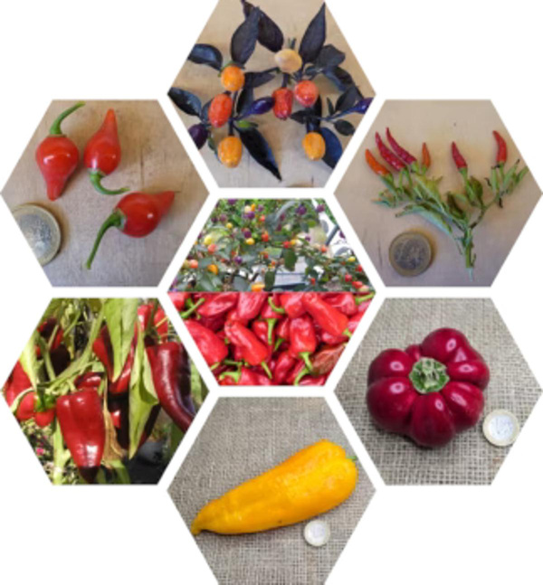 Produktfoto zu Paprikamix Pflanzen 6er