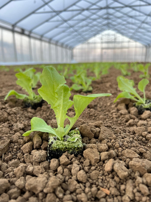 Salat-Jungpflanzen im Gewächshaus von Sebastian Baumann