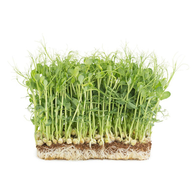 Produktfoto zu Erbsen - Kresse