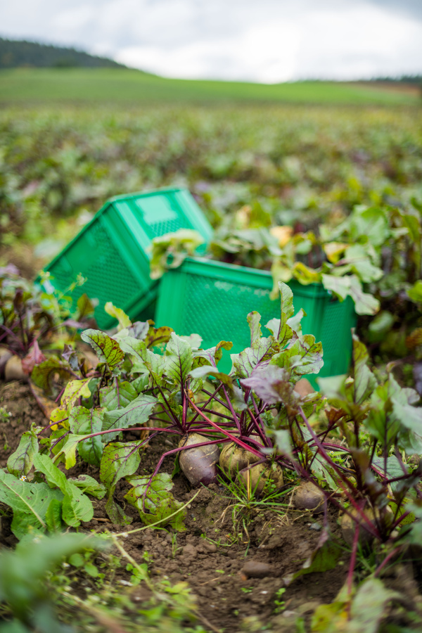 Rote Bete auf dem Acker