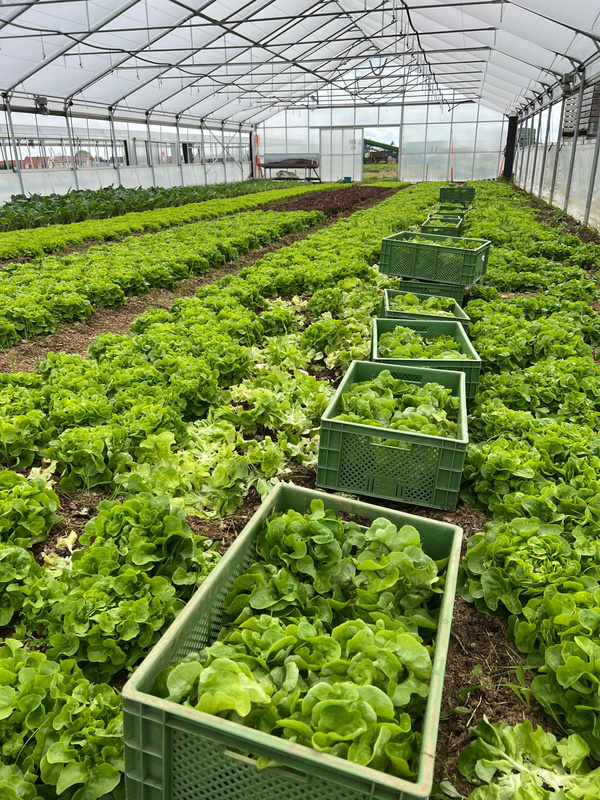 Salaternte bei Sebastian Baumann