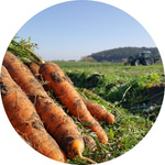 Möhren auf einem Feld