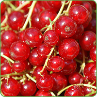 Johannisbeeren