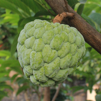 Cherimoya