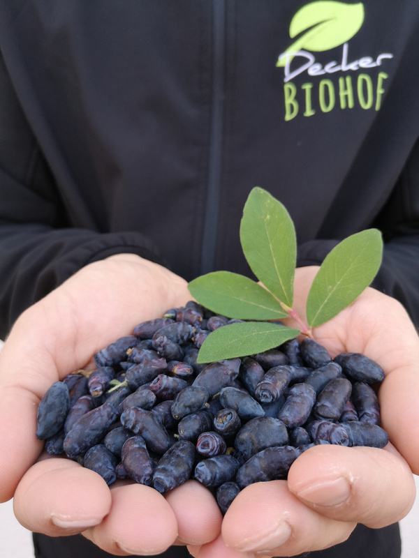 Person hält Haskap-Beeren in der Hand
