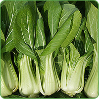 Pak Choi