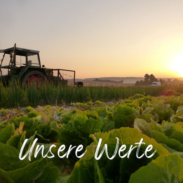 Salat auf dem Acker im Sonnenaufgang