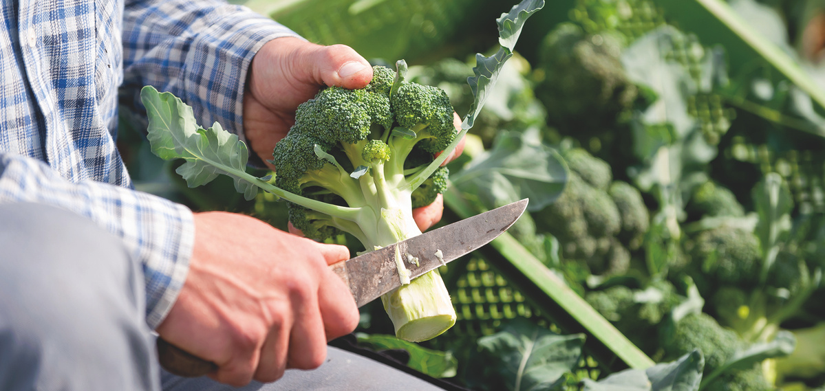 Ein Mann erntet Brokkoli
