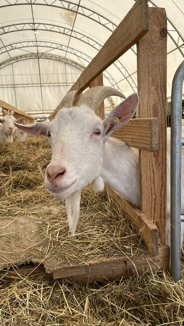 Neugierige Ziege steckt Kopf durch Zaun